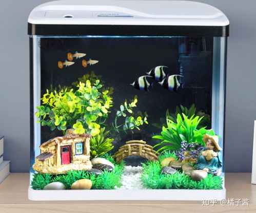 300元預(yù)算的魚缸選購(gòu)指南 新手輕松入坑的高性價(jià)比方案