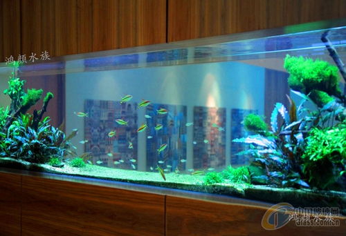 崇安區(qū)鴻顏水族器材經(jīng)營(yíng)部魚缸報(bào)價(jià)與產(chǎn)品優(yōu)勢(shì)詳解